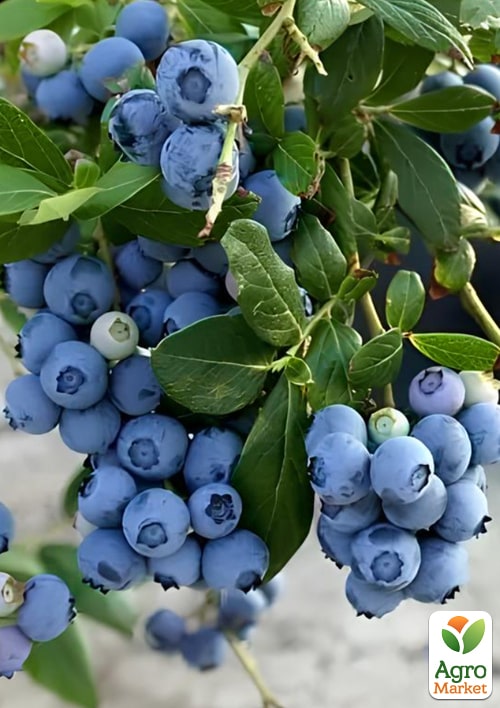 Голубика (черника садовая) 2 года "Ханна Чойс"(Hannah`s Choice) С1,5 высота 50-60см - фото 6