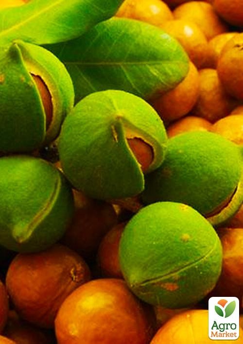 Орех "Макадамия"