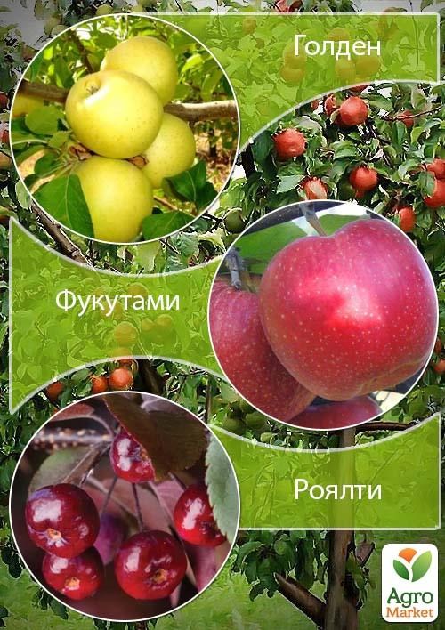 Дерево-сад Яблуня "Голден+Фукутамі+Роялті"