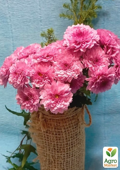 Хризантема мультифлора шарообразная "Diva Rose"  - фото 2