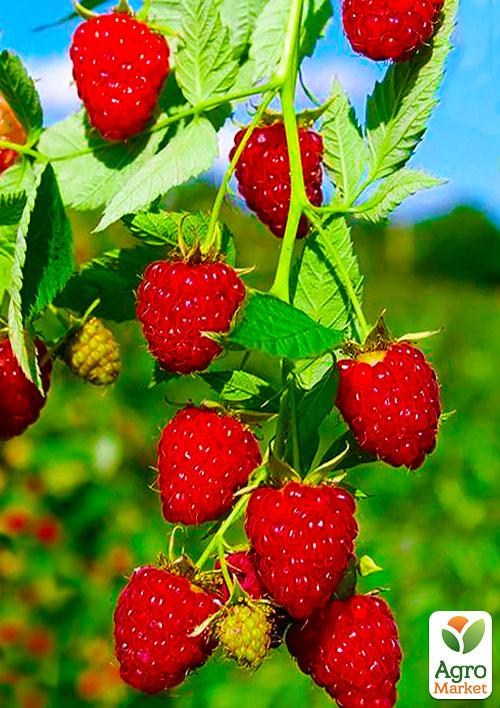 Малина "Гусар" (среднеранний срок созревания)