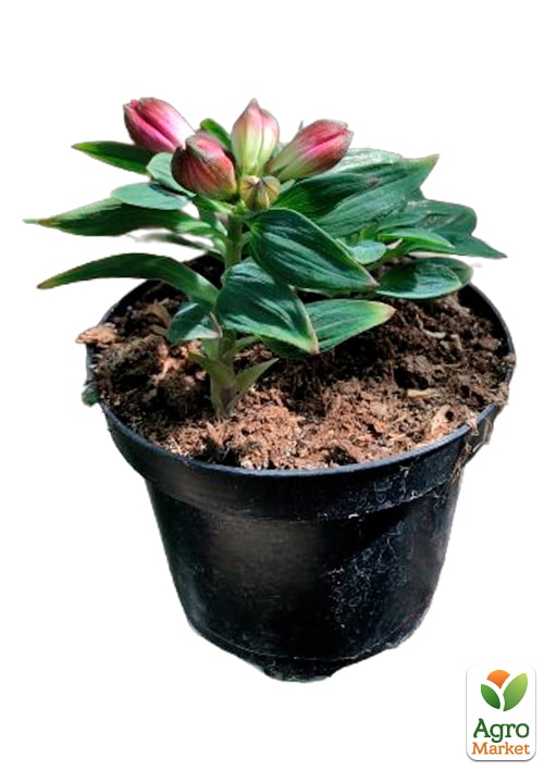 Альстромерія inticancha "Valentino" (вирощено in-vitro) С1,5 - фото 5