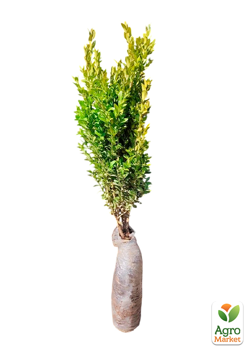 Самшит вічнозелений "Buxus sempervirens" 2-х річний саджанець - фото 5