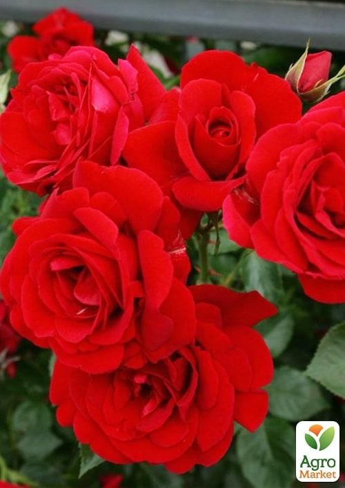 Роза в контейнере плетистая "Sympathie" (саженец класса АА+) - фото 2