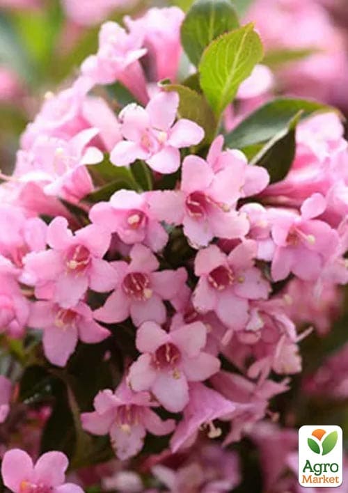 Вейгела на штамбе "Rosea" вазон С3, высота 150-170см - фото 2