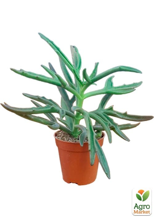 Каланхое розсічене "Spider" - фото 5