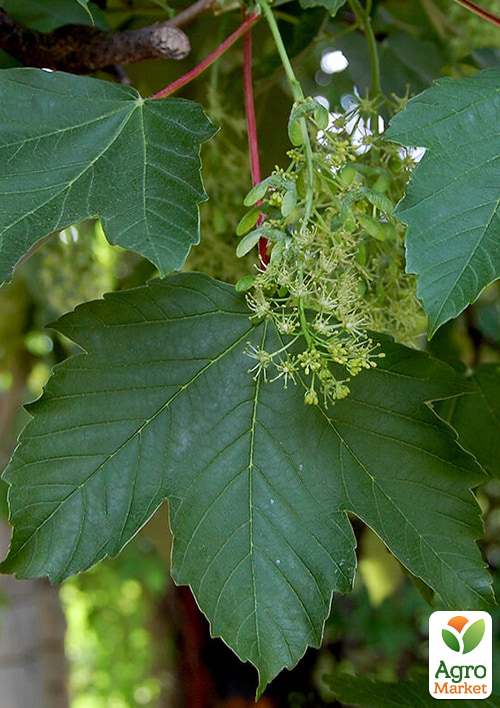 Клен белый "Явор" высота 50-100см - фото 3