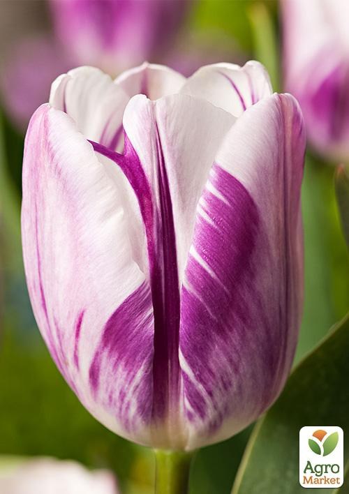 Тюльпан "Flaming Flag" (розмір 11/12, великий) 3шт в упаковці - фото 3