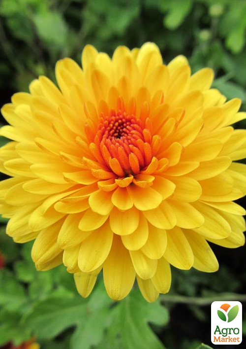 Хризантема крупноцветковая "Woodstok Orange" (вазон С3)