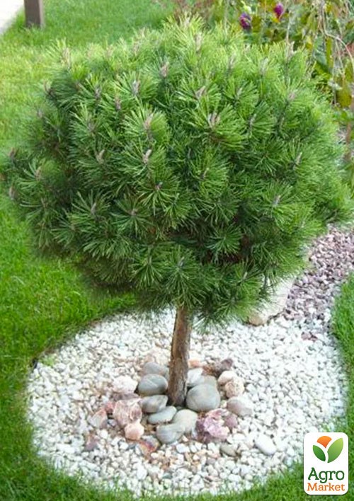 Сосна на штамбе "Nigra" С2, высота 30-50см