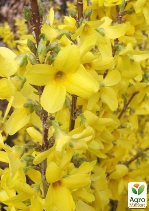 Квітучий кущ "Forsythia Intermedia/Форзиция середньорослі"