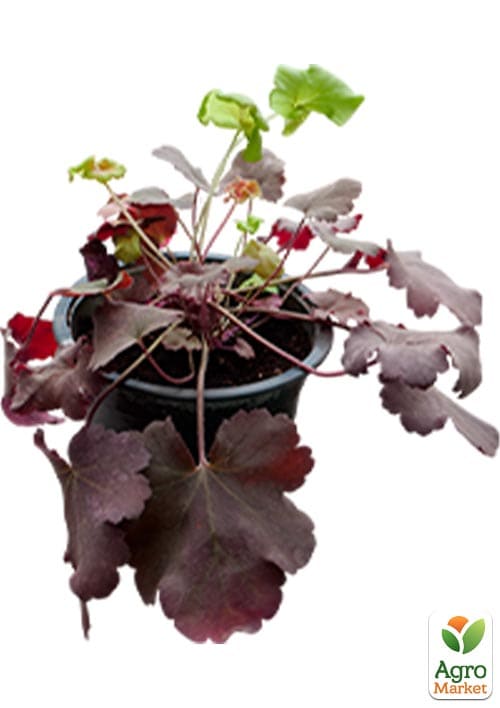 Гейхера (Heuchera) "Cherry Cola" С1 (висота 15-30см) - фото 5