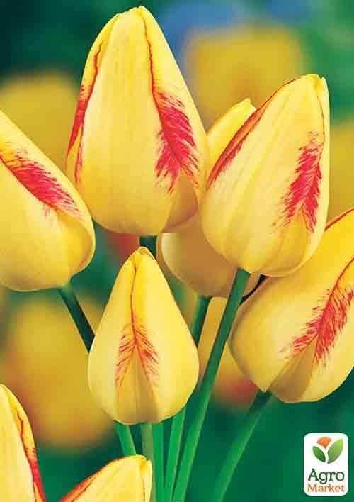 Тюльпан "Florette" 3шт в упаковці