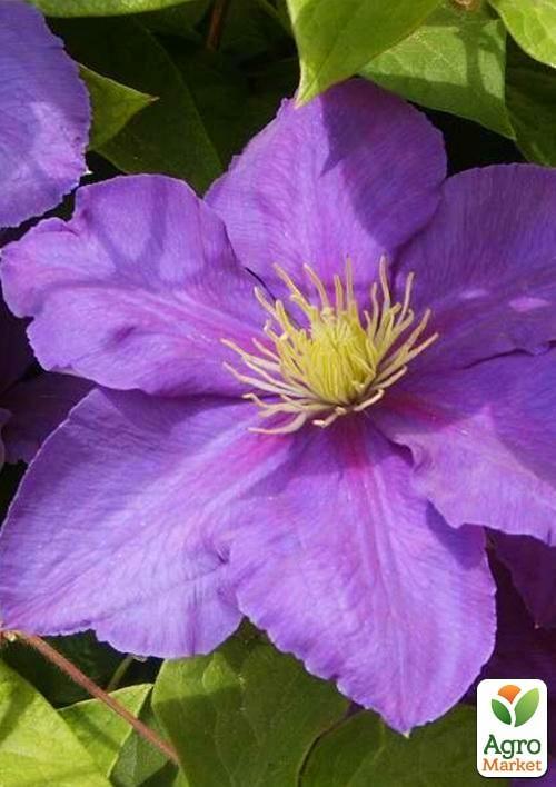 Клематис "General Sikorski" - фото 6