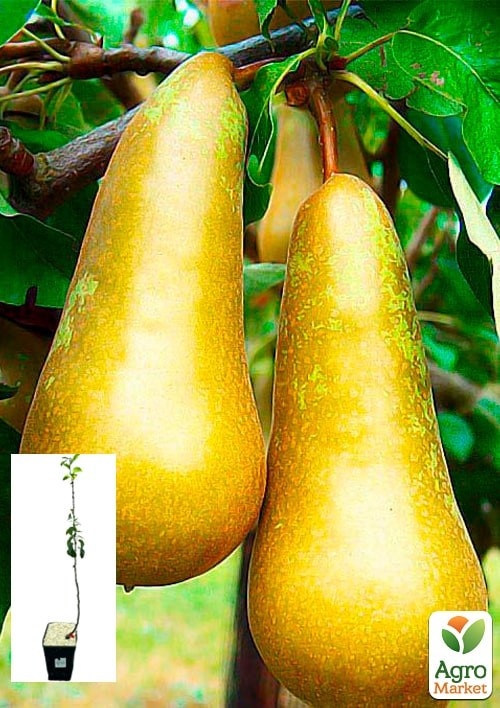 Груша "Конференция" укорененная в контейнере (саженец 2 года)