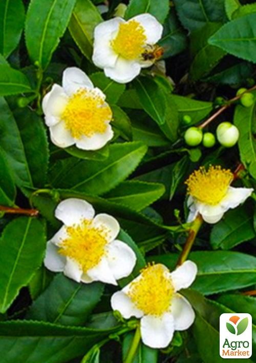 Чай зеленый "Грузинский" (сильноветвистый)