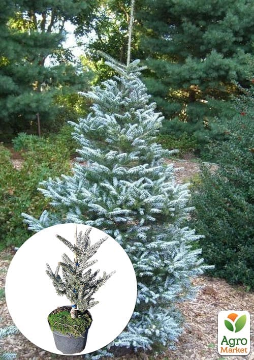 Пихта корейская "Silberlocke" С7.5, высота 30-40см