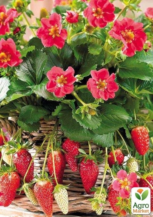 Полуниця ампельна "Чарівниця" (соковиті ягоди з солодким ароматом)