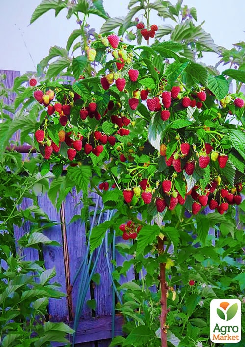 Малиновое дерево "Богатырь" укорененное в контейнере