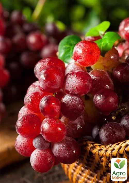 Виноград "Загадковий" (кишмиш)