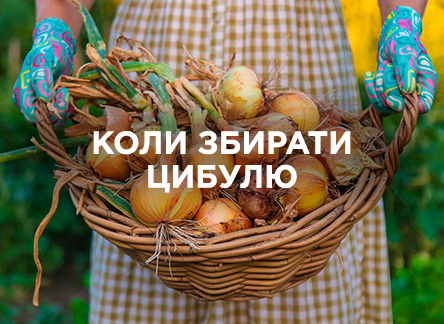 Коли збирати цибулю та як правильно її зберігати