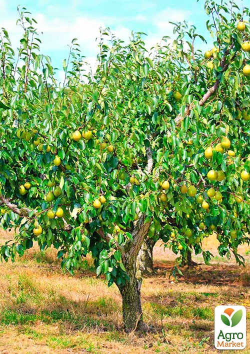 Груша "Катюша" (зимний сорт, поздний срок созревания) - фото 5