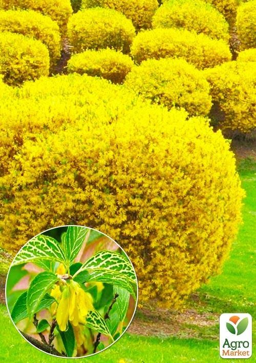 Форзиція корейська "Kumson"