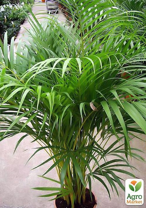 Діпсіс "Dypsis lute." дм 19 см вис. 95 см