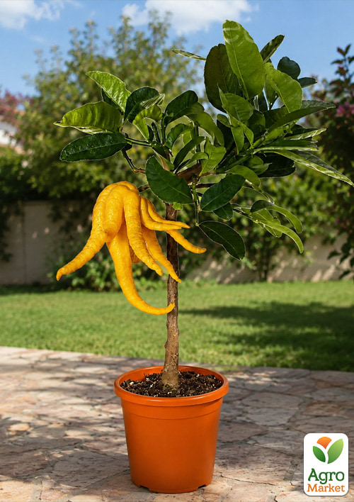 LMTD Цитрон на штамбе с плодом 5-и летний "Hand Of Buddha" (50-70см)7