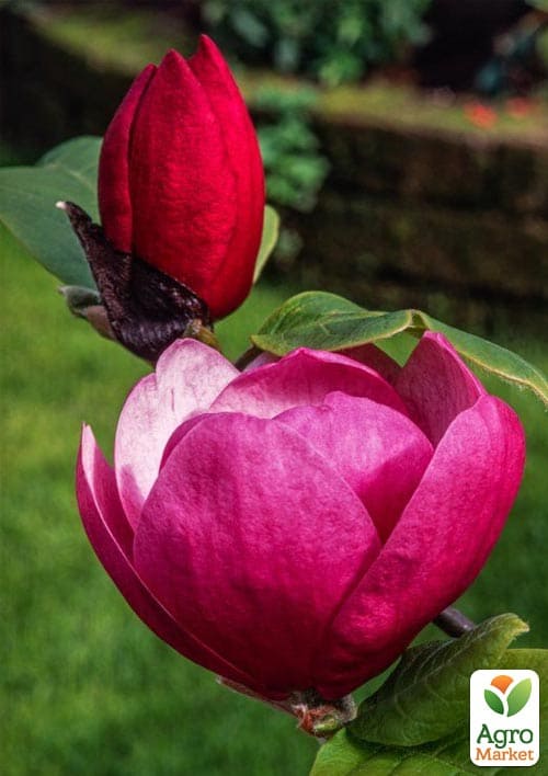Магнолия 4-х летняя гибридная "Black Tulip" (высота 50-60см) - фото 5