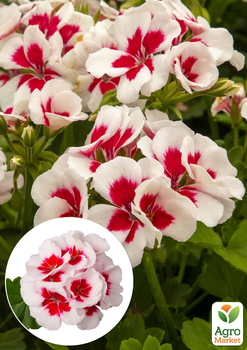 Пеларгония зональная Two in One "White Splash" 