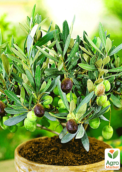 Оливкове Дерево "Сабіна" - фото 7