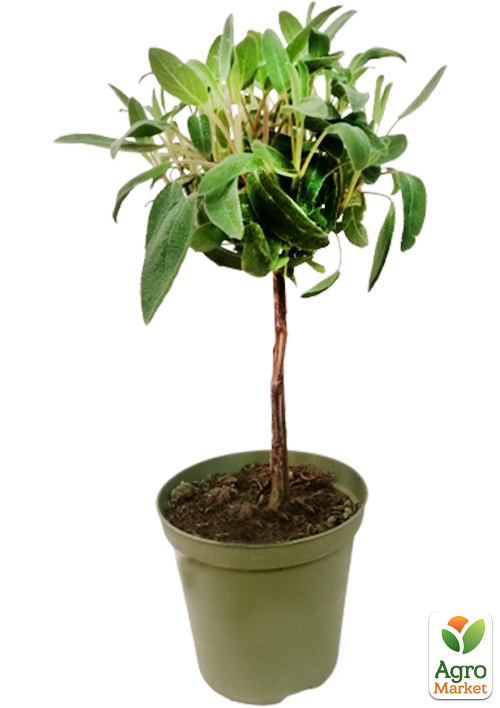 LMTD Шалфей на штамбе 3-х летний (30-40см) - фото 5