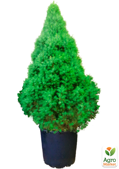 LMTD Ель канадская "Conica" (высота 150-170см) - фото 6