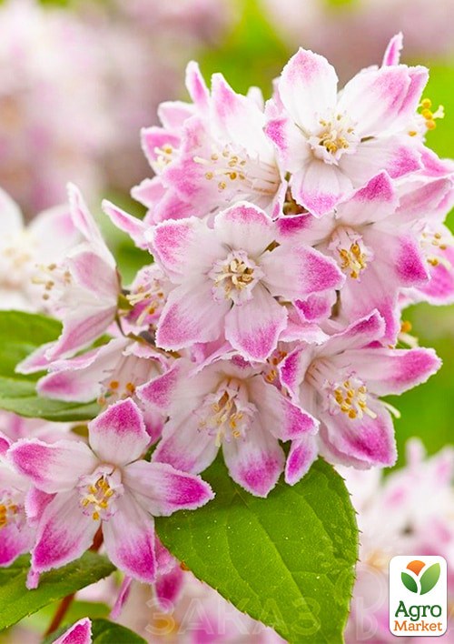 Дейція гібридна "Raspberry Sundae"