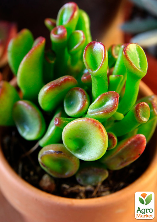 LMTD Крассула "Hobbit" высота растения 10-15см - фото 6