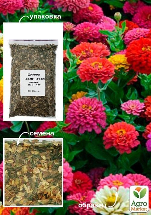Цинния "Карликовая смесь" ТМ "Весна" 100г