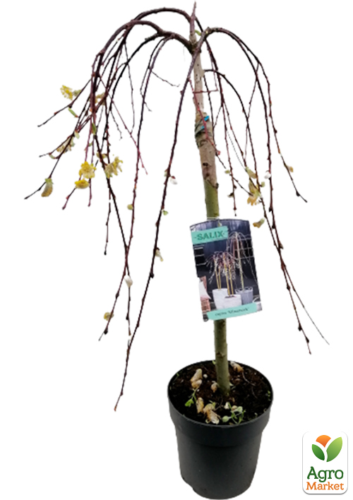 LMTD Верба 2-х річна "Kilmarnock" (60-80см) - фото 5