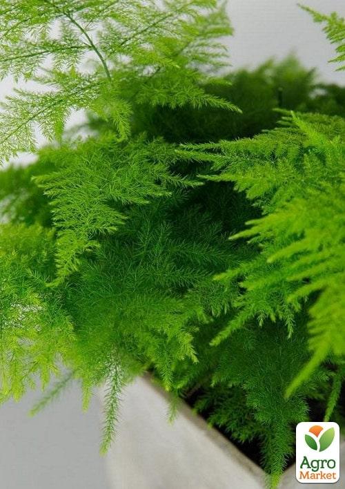 Аспарагус (Asparagus Plumosus) - фото 6