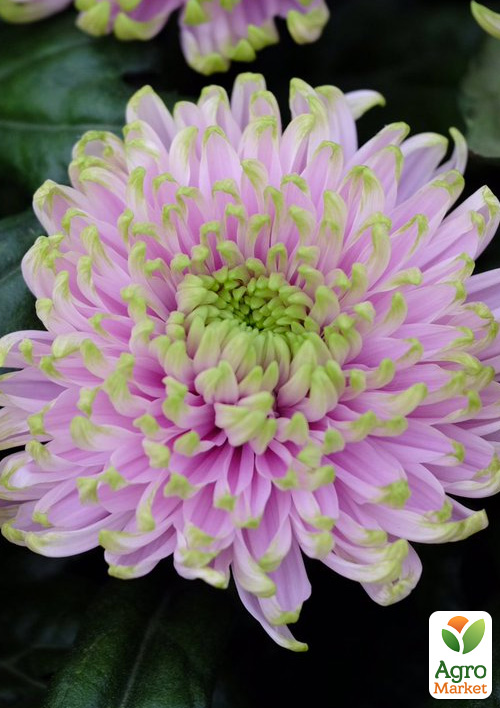 Хризантема  "Woodstock Pink" (низкорослая крупноцветковая)