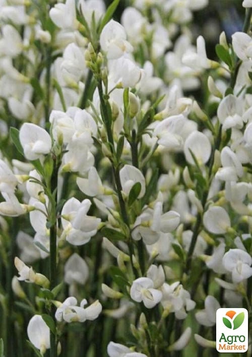 Ракитник "White Lion" (цитисус) вазон С3 - фото 4