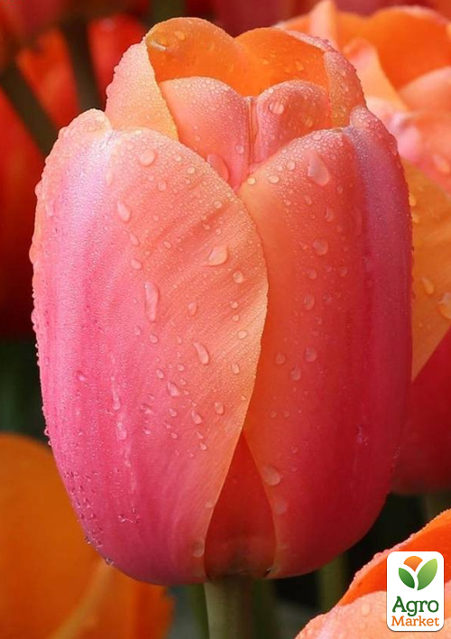 Тюльпан "Apricot Impression" 