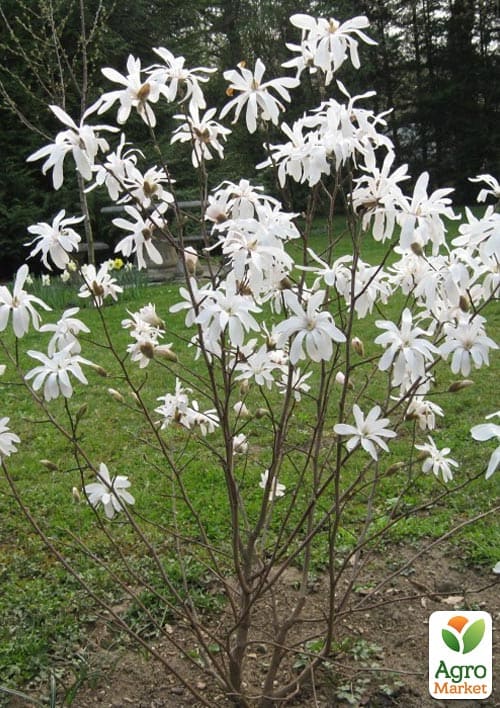 Магнолия 4-х летняя "Stellata" (высота 80-110см) - фото 6