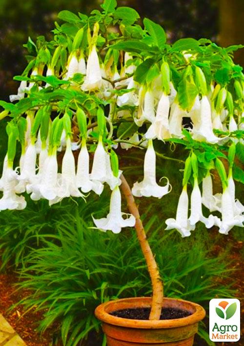 Бругмансія деревоподібна "White" - фото 4
