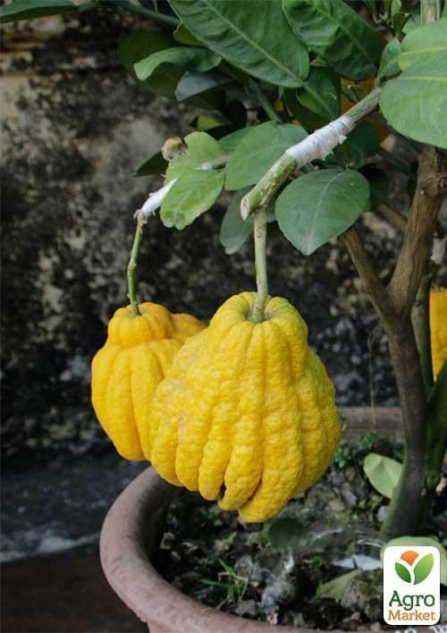 Цитрон "Пальци Будди" - фото 3