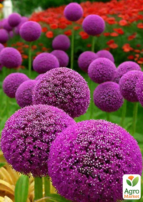 Алліум "Purple Sensation"
