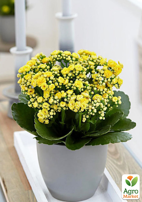 Каланхое Блоссфельда "Yellow" (Kalanchoe Blossfeldiana) (Нідерланди) - фото 6
