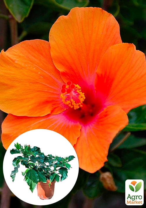 Гибискус комнатный "Adonicus Orange" 