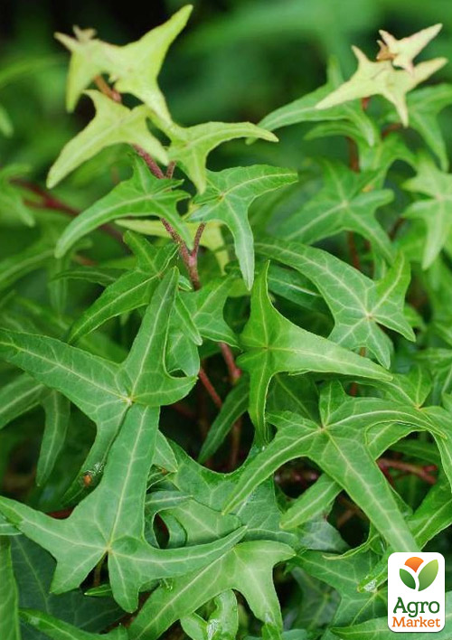 Плющ узколистный "Sagittaefolia" контейнер Р9