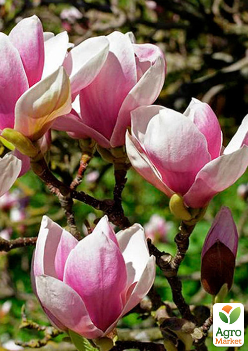 Магнолія 2-х річна гібридна "Alexandrina" (висота 30-40см) - фото 3